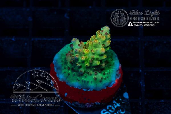 Acropora insignis Yellow Tip (WCC)(Filter)