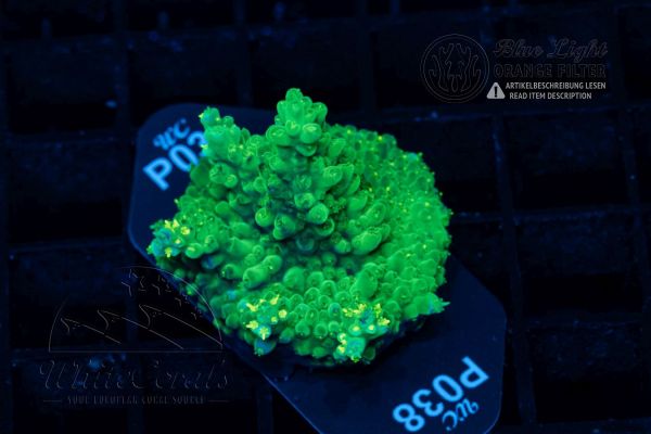 Acropora Green Staghorn (WCC)(Filter)