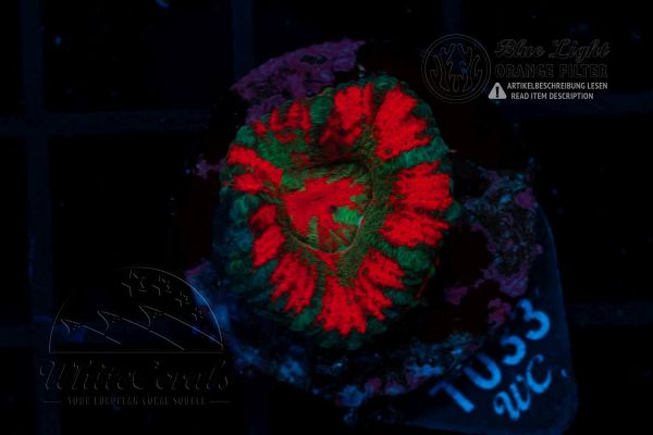 Acanthastrea lordhowensis Red and Teal (Filter)