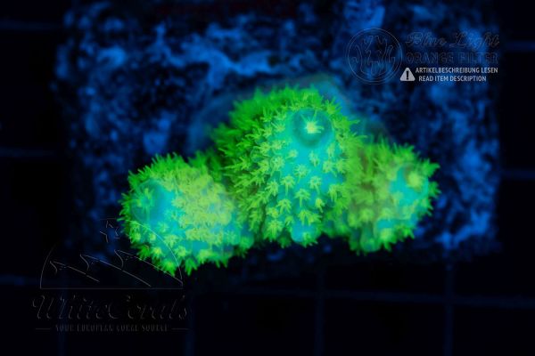Acropora humilis Neon Green (Filter)