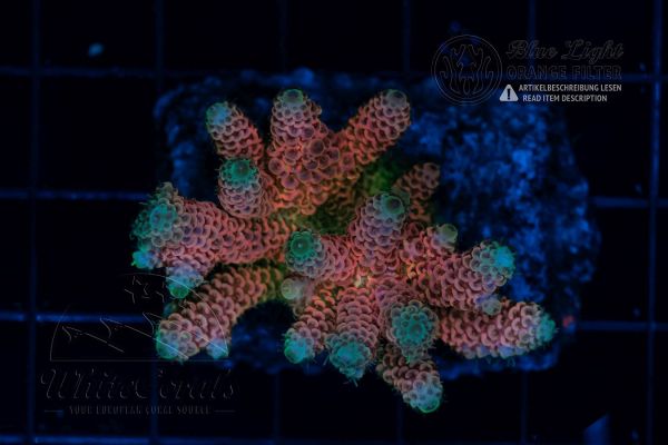 Acropora millepora Multicolor (Filter)