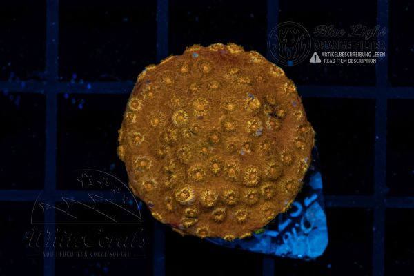 Cyphastrea Browny (WCC)(Filter)
