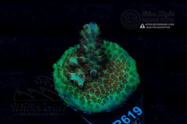 Acropora insignis Green (WCC)(Filter)