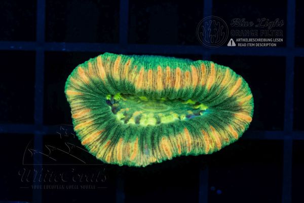 Trachyphyllia Striped (Filter)