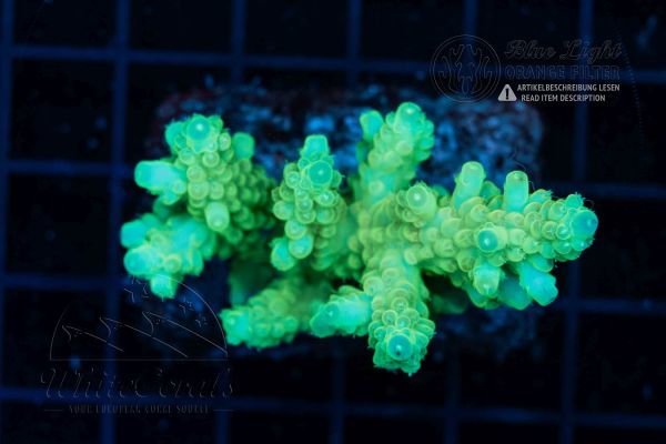 Acropora granulosa Neon (Filter)