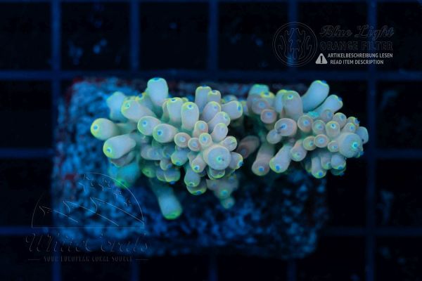 Acropora austera Blue (Filter)