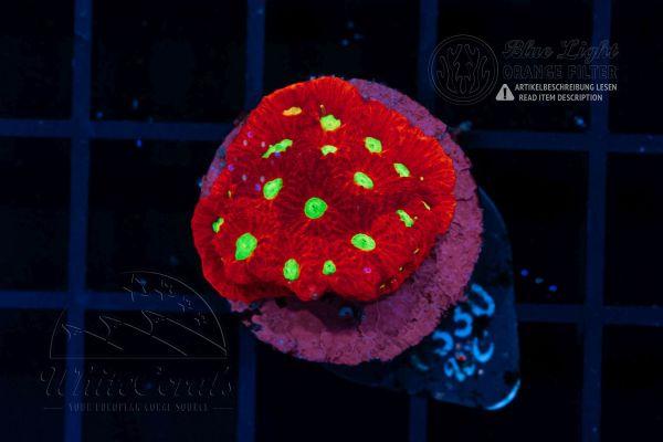 Favia Warcoral (Filter)