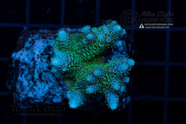 Acropora tenuis Deep Blue (Filter)
