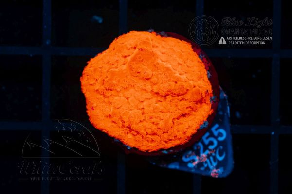Montipora Sunkist Orange (WCC) (Filter)