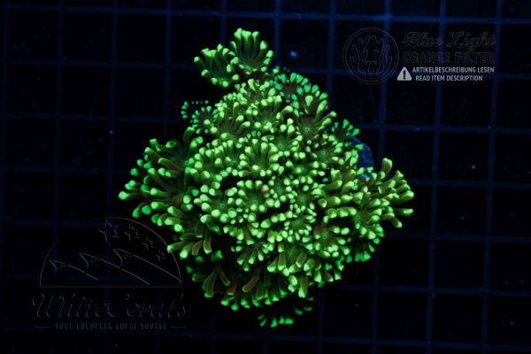 Alveopora Neon Green (WCC)(Filter)
