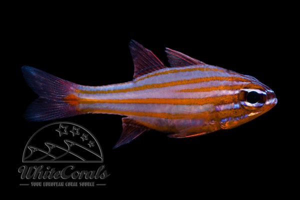 Ostorhinchus cyanosoma - Yellowstriped cardinalfish