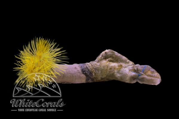 Feather Duster Yellow (Sabellidae ssp.)