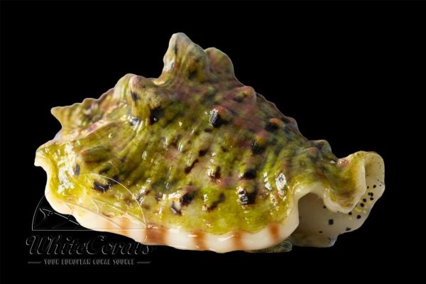 Euprotomus Bulla - Bubble Conch