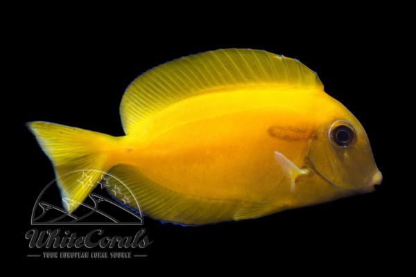 Acanthurus olivaceus - Orangespot surgeonfish