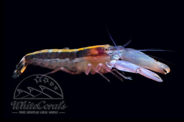Alpheus cf. formosus - Striped Snapping Shrimp