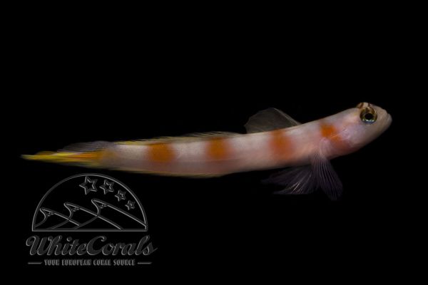 Amblyeleotris aurora - Shrimp Goby