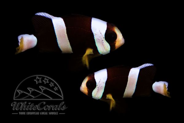Amphiprion clarkii - Black Yellowtail Clownfish (Pair)