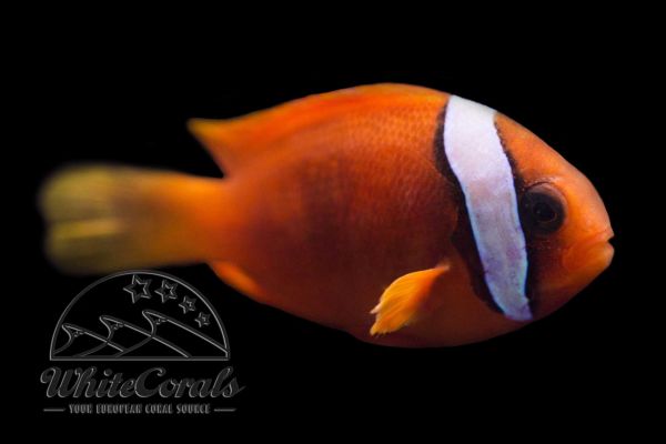 Amphiprion frenatus - Weißbinden-Glühkohlen-Anemonenfisch