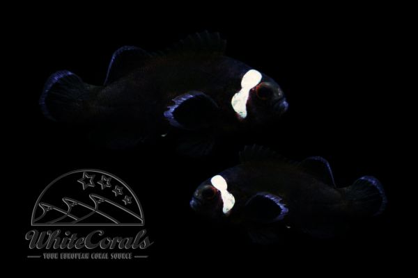 Amphiprion ocellaris - Black False Clownfish Extreme Misbar Pair