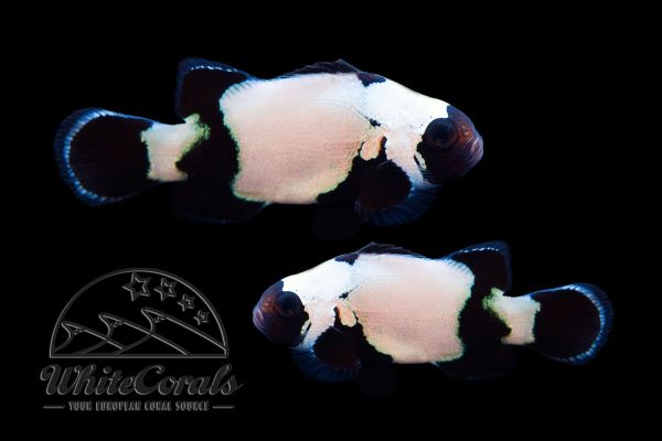 Amphiprion ocellaris - Premium Black Snowflake Clownfisch (Paar)