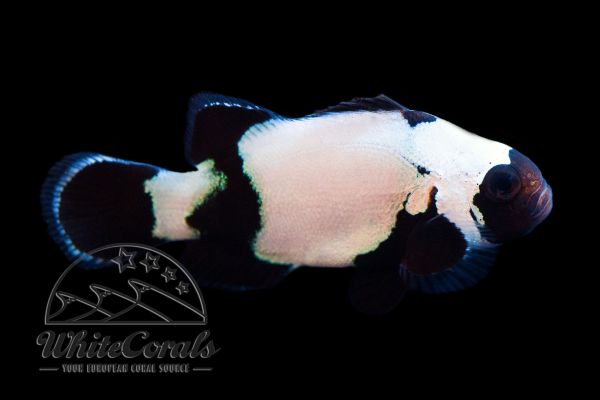 Amphiprion ocellaris - Premium Black Snowflake Clownfisch