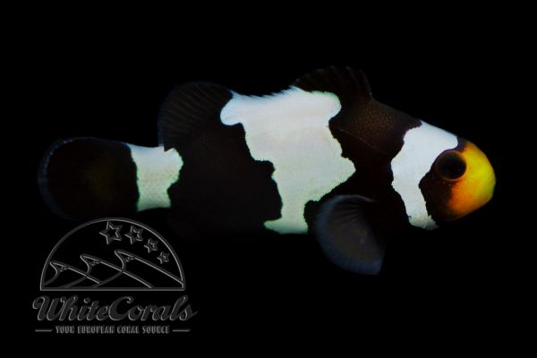 Amphiprion ocellaris - Black Snowflake Clownfisch