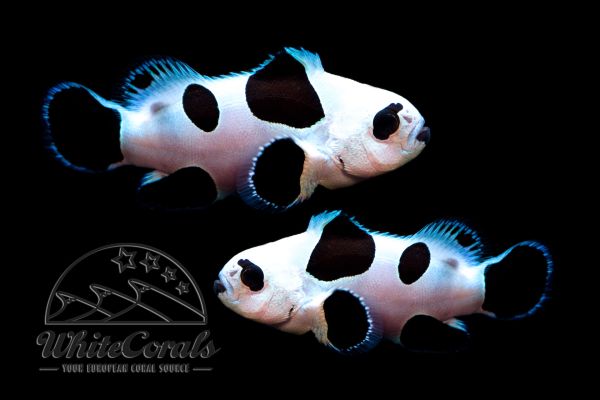 Amphiprion ocellaris - Black Storm Clownfish (Paar)
