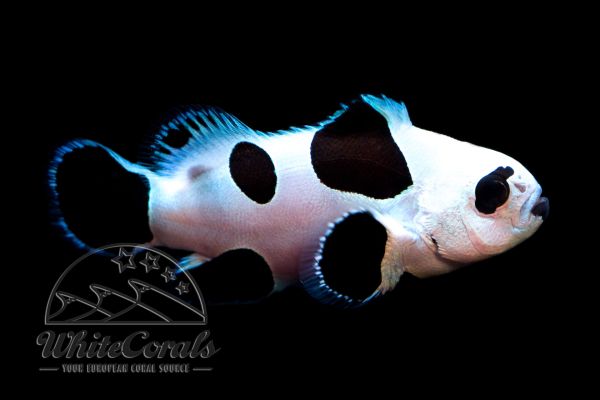 Amphiprion ocellaris - Black Storm Clownfish