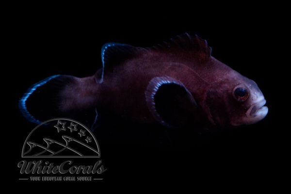 Amphiprion ocellaris - Midnight Clownfisch