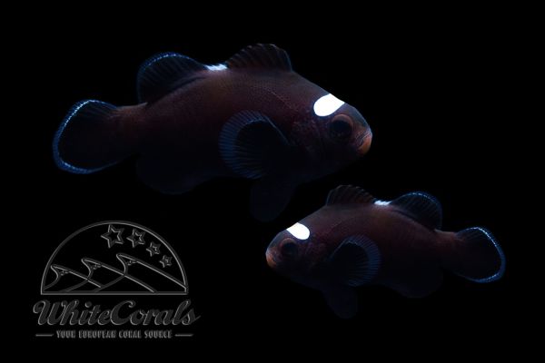 Amphiprion ocellaris - Domino Clownfisch (Paar)