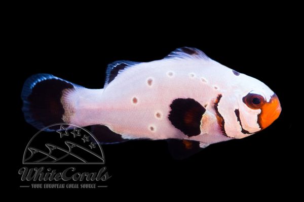 Amphiprion ocellaris - Frostbite Chilled Clownfisch