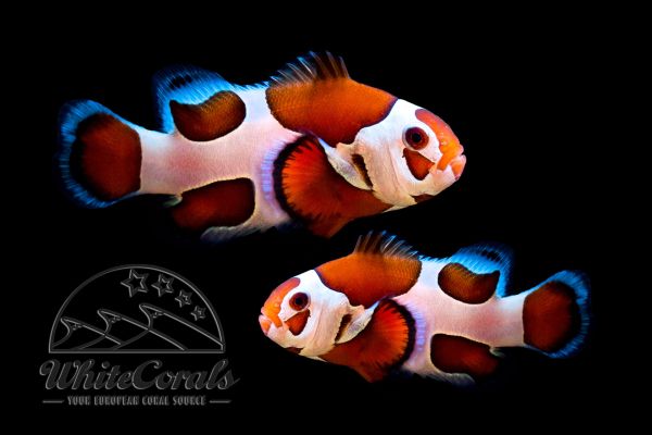 Amphiprion ocellaris - Orange Storm Clownfish (Pair)