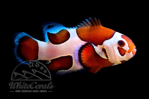 Amphiprion ocellaris - Orange Storm Clownfish