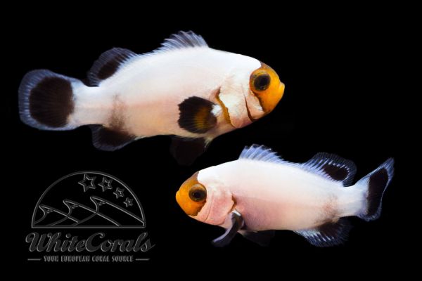 Amphiprion ocellaris Platinum Clownfish Pair