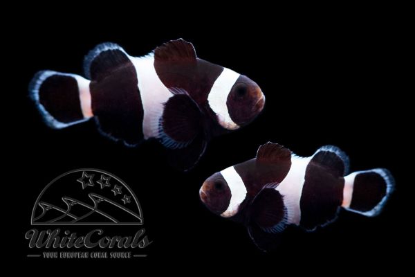Amphiprion ocellaris - Schwarzer Falscher Clown-Anemonenfisch (Paar)