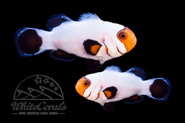 Amphiprion ocellaris - Wyoming White Clownfisch (Pair)
