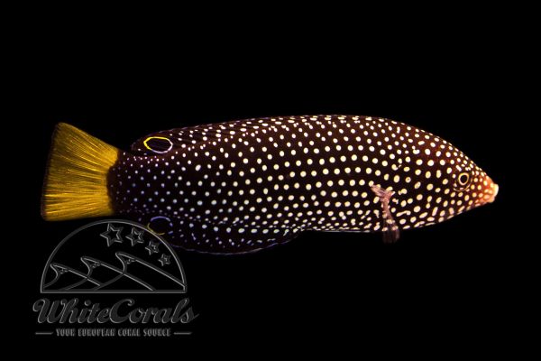Anampses meleagrides - Spotted wrasse