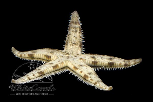 Archaster angulatus - Sand Sifting Sea Star