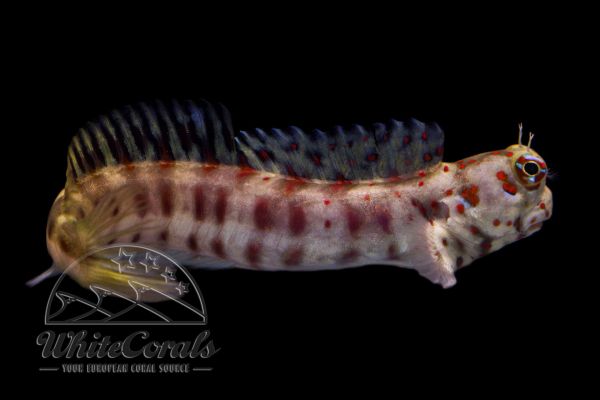 Blenniella chrysospilos - Rotpunkt-Schleimfisch