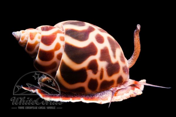 Babylonia zeylanica - Orange Turbo Snail