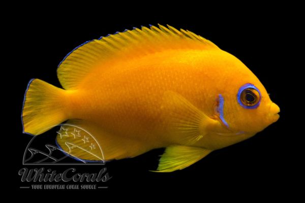 Centropyge flavissima - Lemonpeel Angelfish (Hawaii)