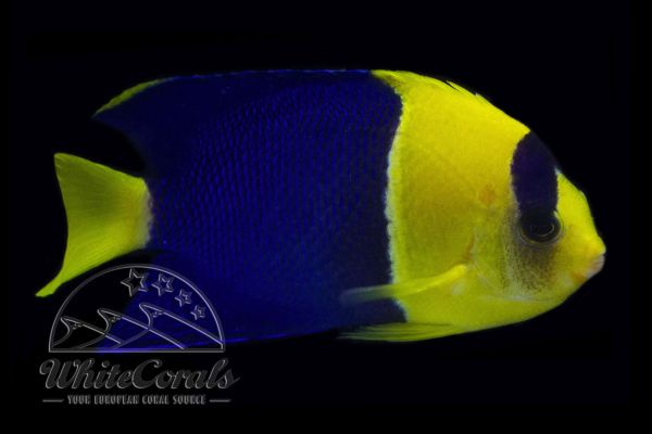Centropyge bicolor - Blaugelber Zwergkaiserfisch