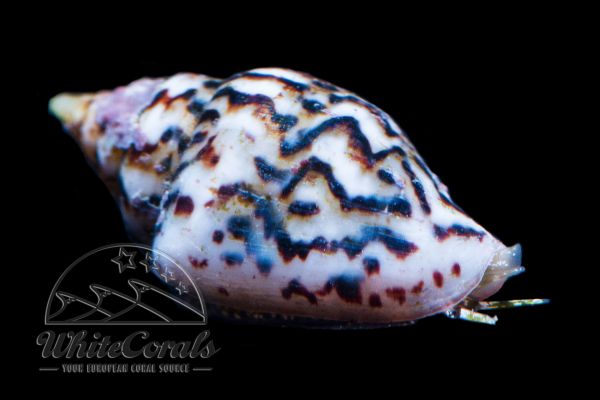 Columbella mercatoria - Dove Snail