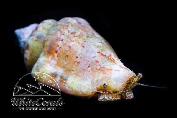 Conomurex (Strombus) luhuanus - Strawberry Conch