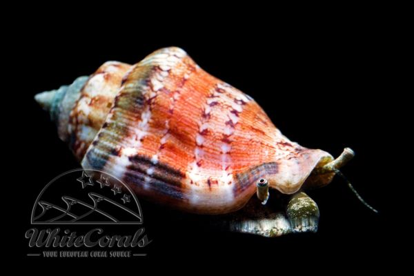 Strombus (Conomurex) sp. - Fighting Conch