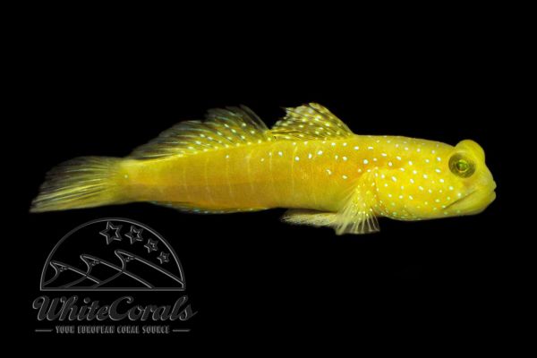 Cryptocentrus cinctus - Yellow prawn-goby