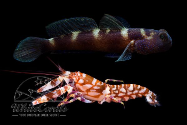 Cryptocentrus fasciatus with Alpheus bellulus - Y-Bar Shrimp