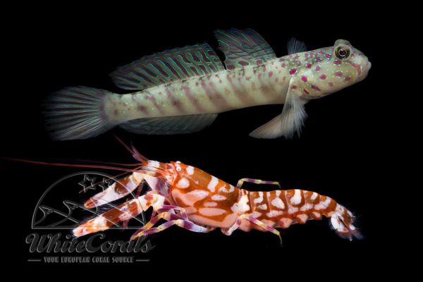Cryptocentrus leptocephalus with Alpheus bellulus - Pink-speckled Shrimpgoby and Tiger Pistol Shrimp