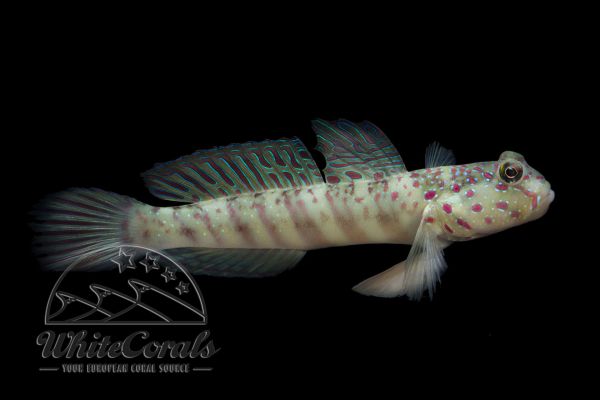 Cryptocentrus leptocephalus - Pink-speckled shrimpgoby