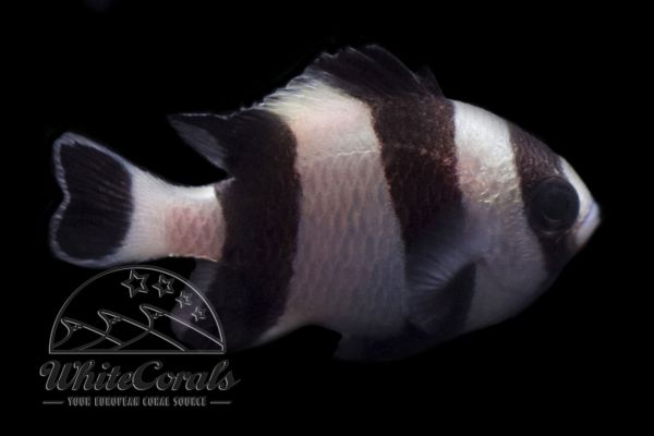 Dascyllus melanurus - Schwarzschwanz-Preussenfisch